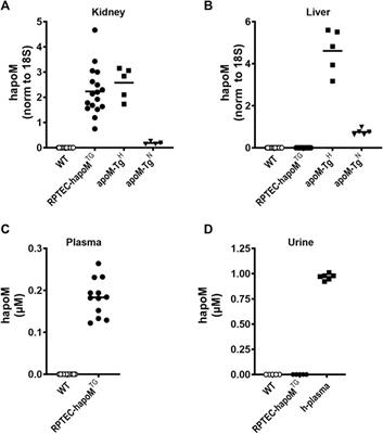 Kidney derived apolipoprotein M and its role in acute kidney injury